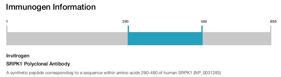 SRPK1 Polyclonal Antibody