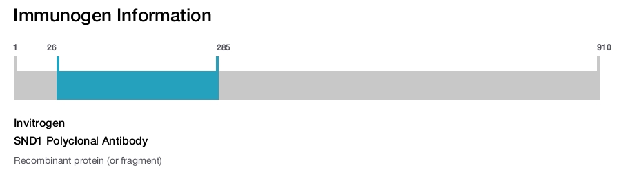 SND1 Polyclonal Antibody
