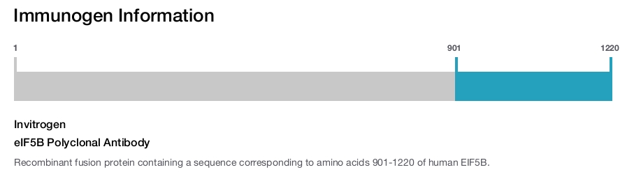 eIF5B Polyclonal Antibody