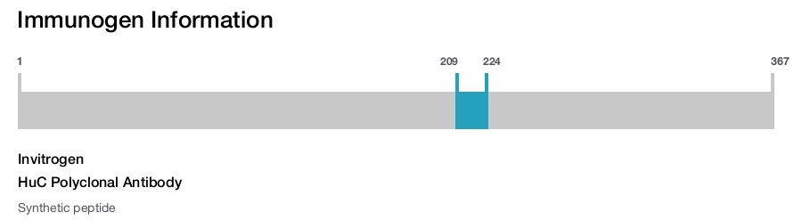 HuC Polyclonal Antibody