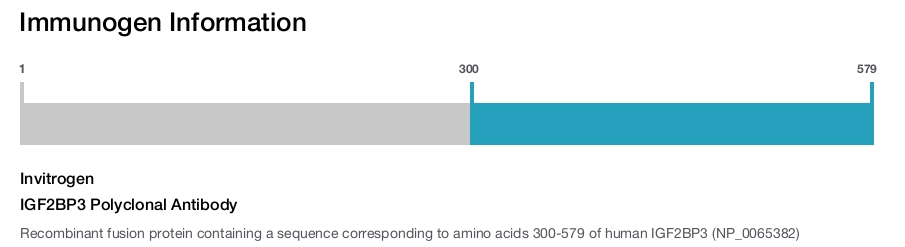 IGF2BP3 Polyclonal Antibody