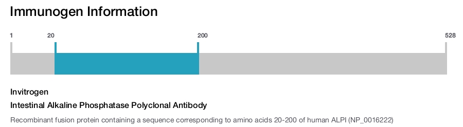 Intestinal Alkaline Phosphatase Polyclonal Antibody