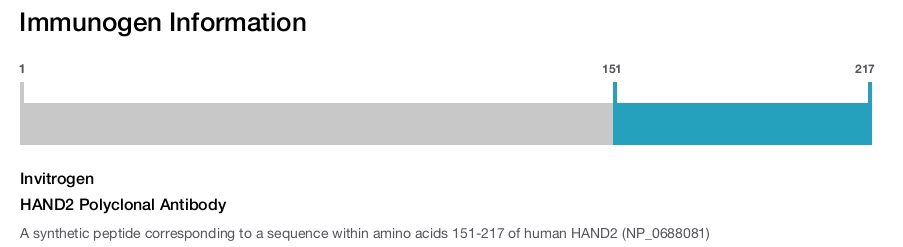HAND2 Polyclonal Antibody