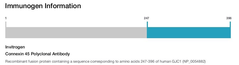 Connexin 45 Polyclonal Antibody
