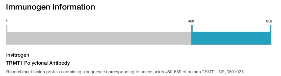 TRMT1 Polyclonal Antibody