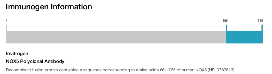 NOX5 Polyclonal Antibody
