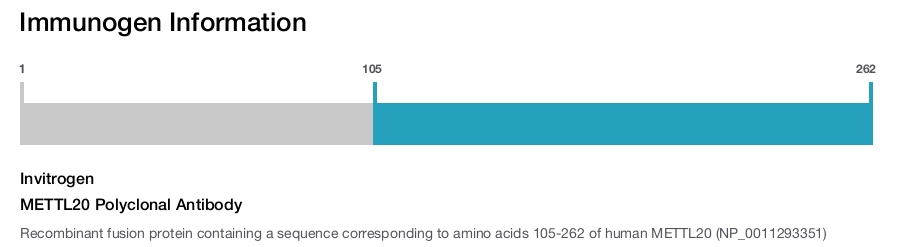 METTL20 Polyclonal Antibody