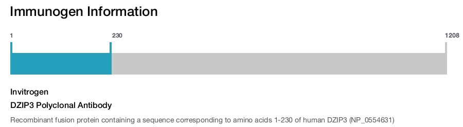 DZIP3 Polyclonal Antibody