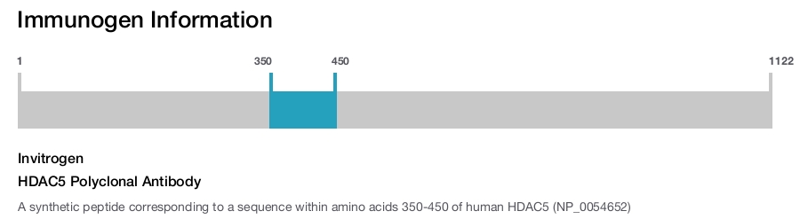 HDAC5 Polyclonal Antibody