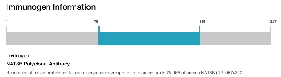 NAT8B Polyclonal Antibody