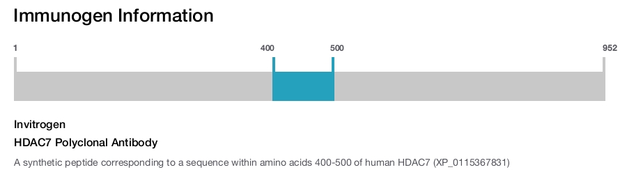 HDAC7 Polyclonal Antibody