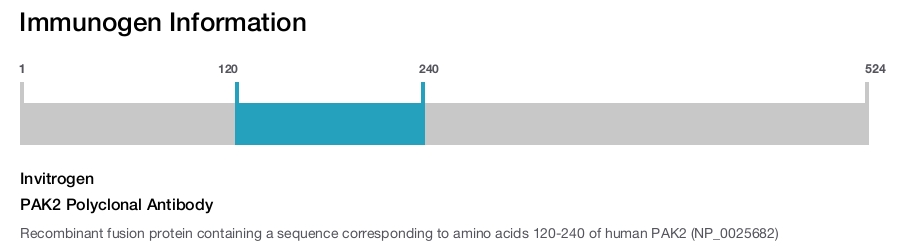 PAK2 Polyclonal Antibody