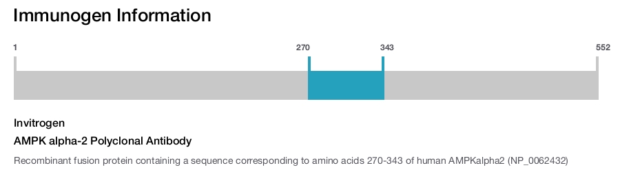 AMPK alpha-2 Polyclonal Antibody