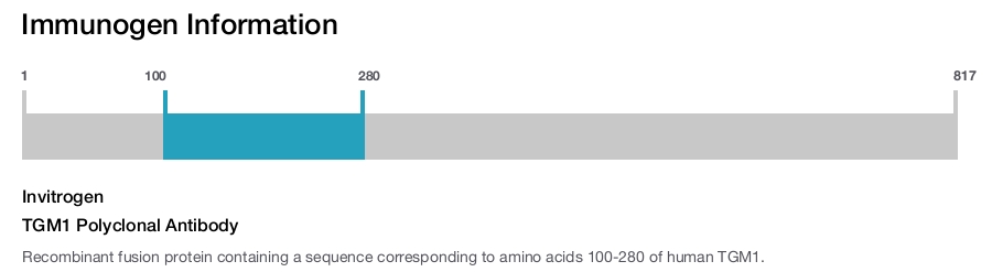 TGM1 Polyclonal Antibody