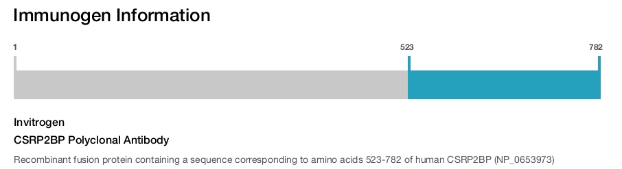 CSRP2BP Polyclonal Antibody