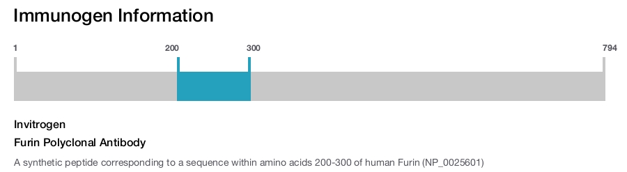 Furin Polyclonal Antibody