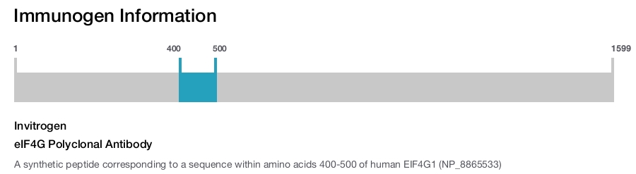 eIF4G Polyclonal Antibody