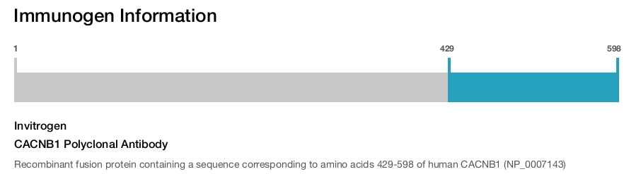 CACNB1 Polyclonal Antibody