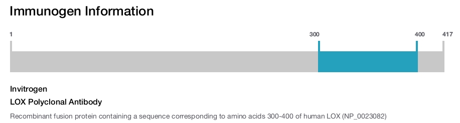 LOX Polyclonal Antibody