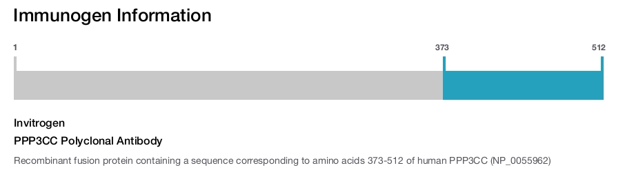 PPP3CC Polyclonal Antibody