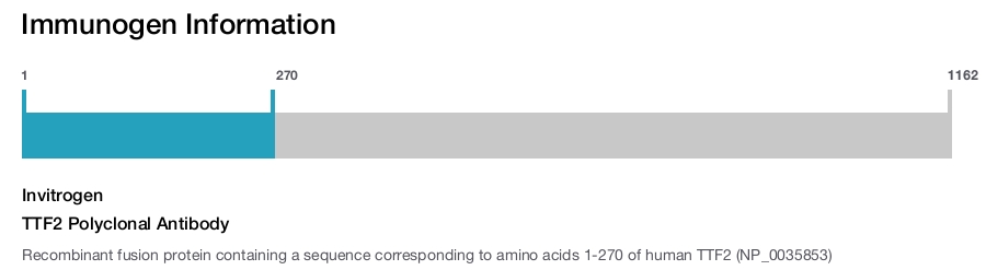 TTF2 Polyclonal Antibody