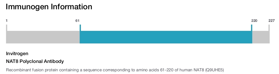 NAT8 Polyclonal Antibody