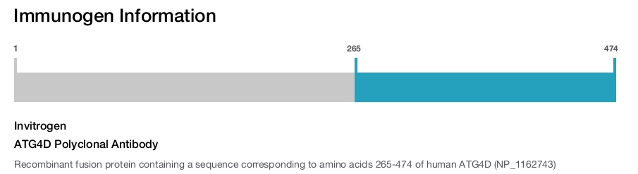 ATG4D Polyclonal Antibody