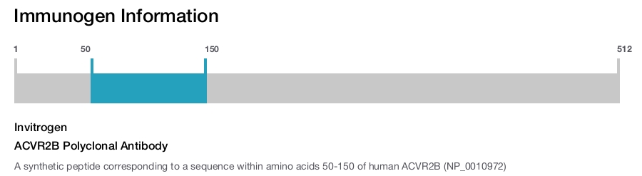 ACVR2B Polyclonal Antibody