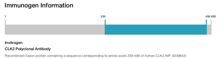CLK2 Polyclonal Antibody