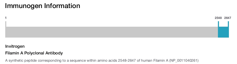 Filamin A Polyclonal Antibody