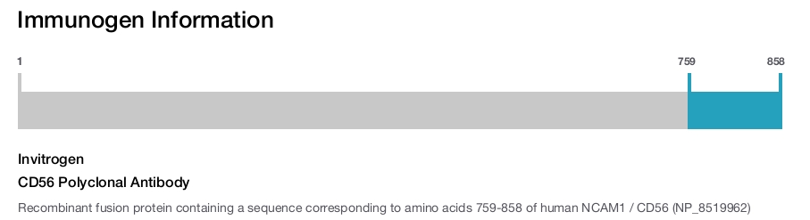 CD56 Polyclonal Antibody