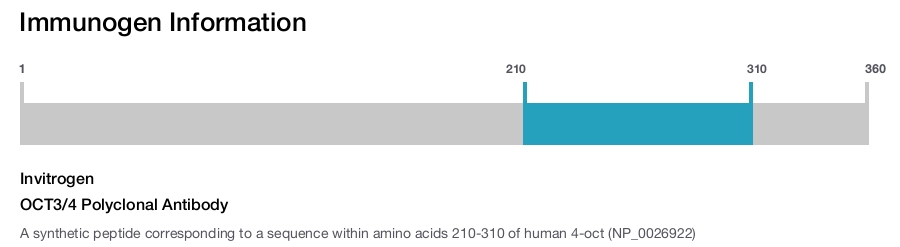 OCT3/4 Polyclonal Antibody
