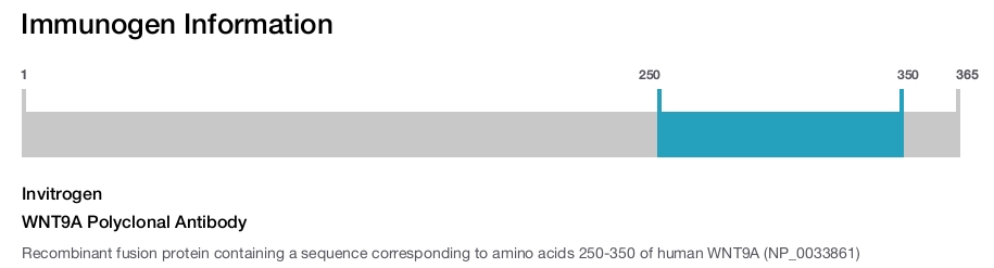 WNT9A Polyclonal Antibody