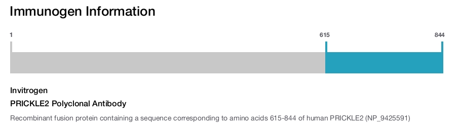 PRICKLE2 Polyclonal Antibody