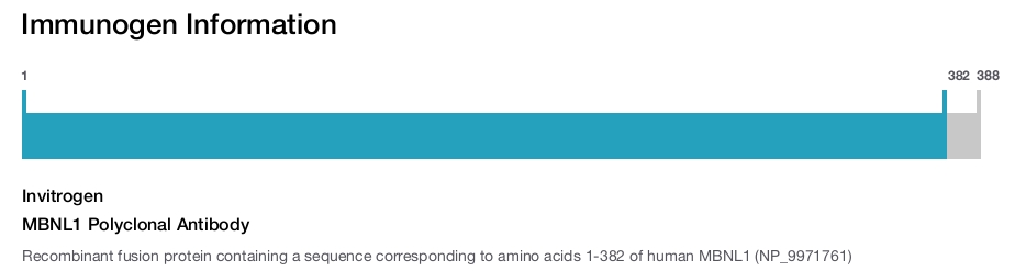 MBNL1 Polyclonal Antibody