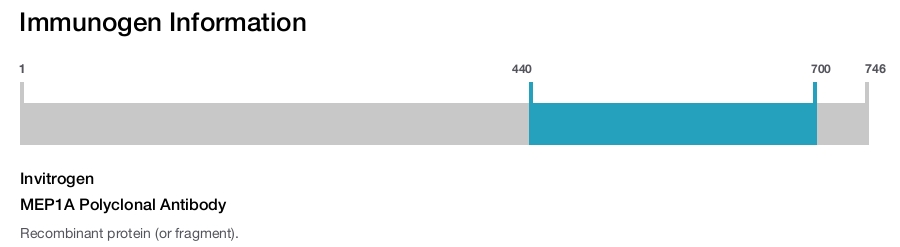 MEP1A Polyclonal Antibody