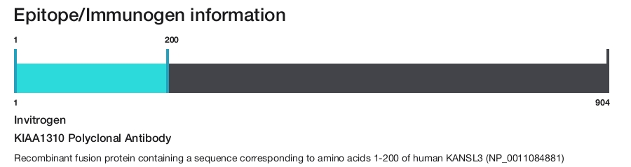 KIAA1310 Polyclonal Antibody