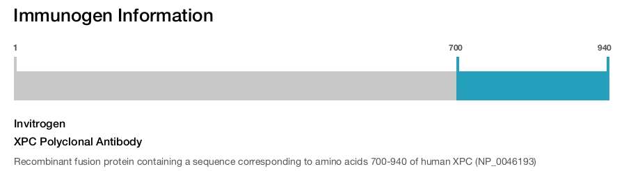 XPC Polyclonal Antibody