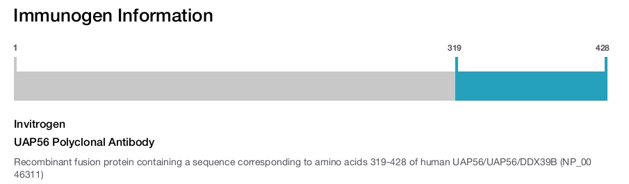 UAP56 Polyclonal Antibody