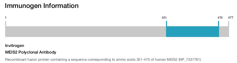MEIS2 Polyclonal Antibody
