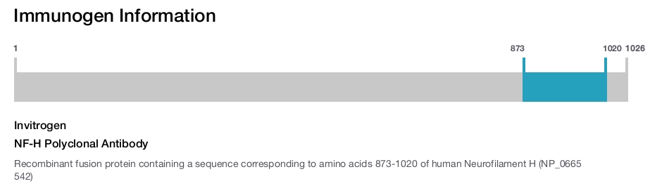 NF-H Polyclonal Antibody