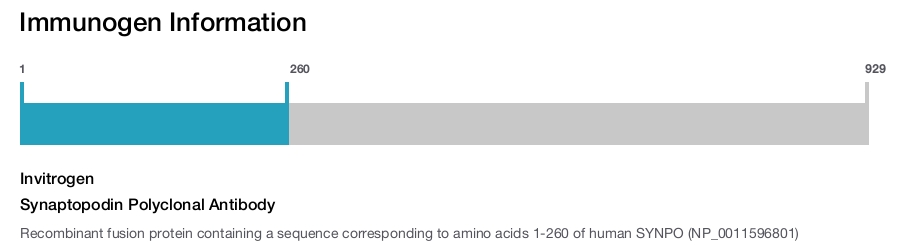 Synaptopodin Polyclonal Antibody