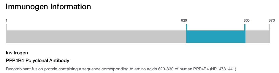 PPP4R4 Polyclonal Antibody