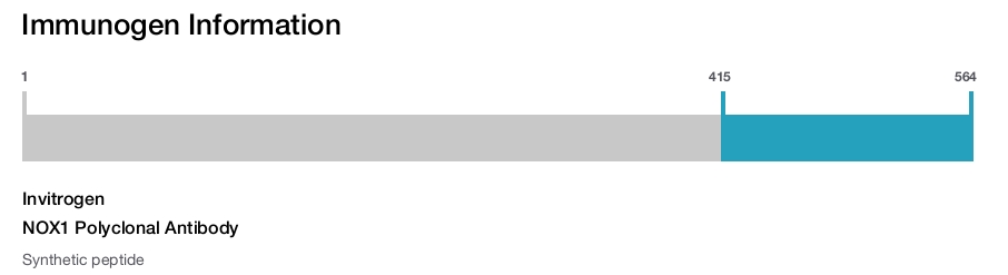 NOX1 Polyclonal Antibody