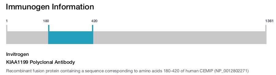 KIAA1199 Polyclonal Antibody