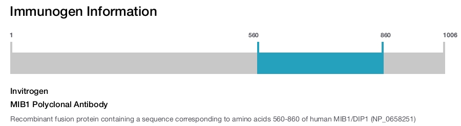 MIB1 Polyclonal Antibody