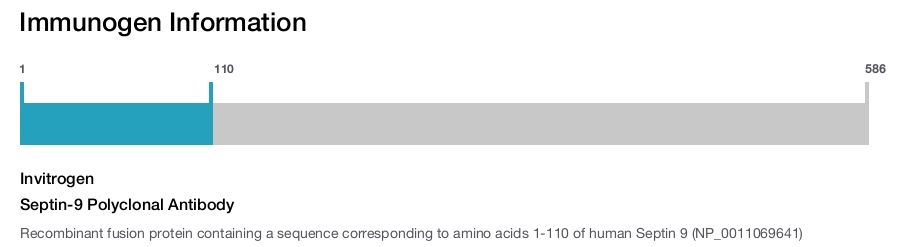 Septin-9 Polyclonal Antibody