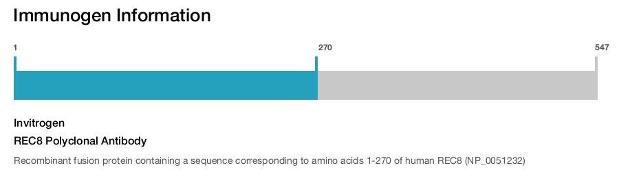 REC8 Polyclonal Antibody
