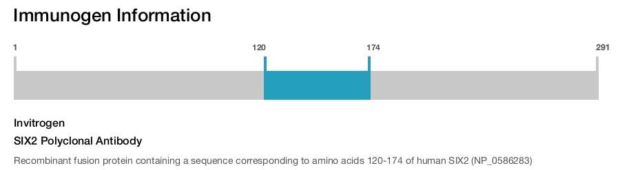 SIX2 Polyclonal Antibody