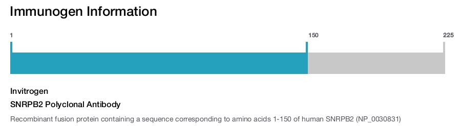 SNRPB2 Polyclonal Antibody